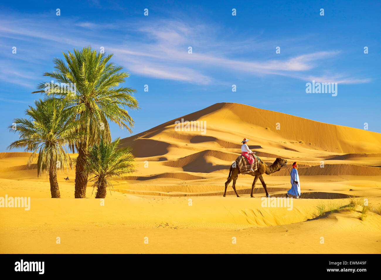 Tourisme en chameau, le désert l'Erg Chebbi près de Merzouga, Sahara, Maroc Banque D'Images