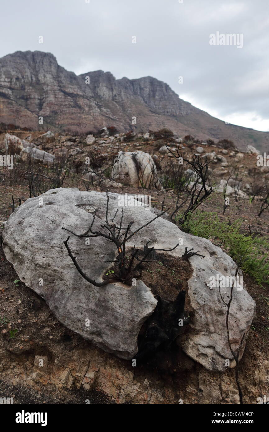 Les pentes des montagnes au-dessus de Hout Bay après les récents incendies dans la péninsule du Cap Banque D'Images