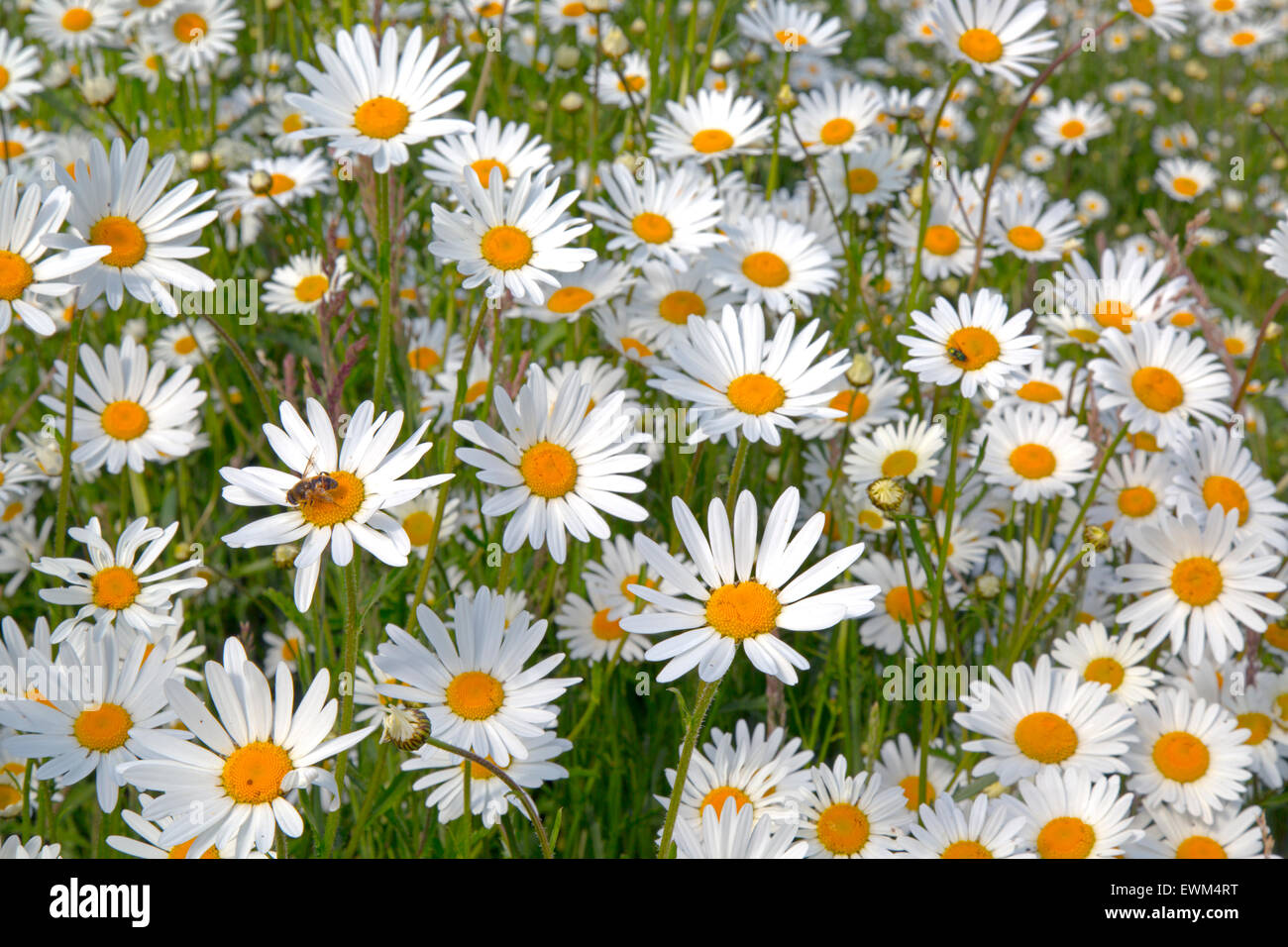 Pâquerettes à œil de bœuf Leucanthemum vulgare dans le pré Banque D'Images