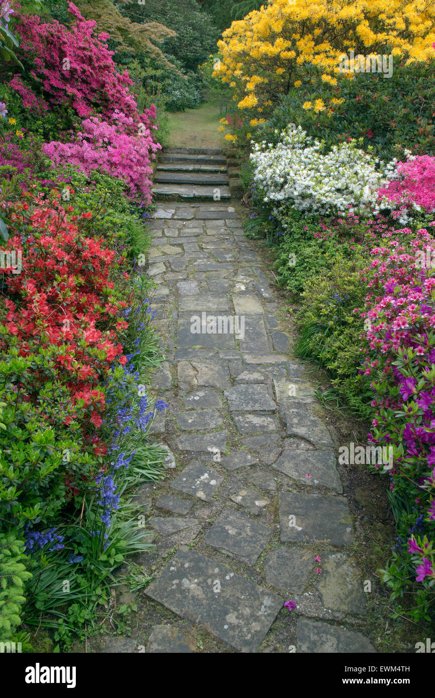 Les azalées et rhododendrons en woodland garden Stody Lodge Norfolk Banque D'Images