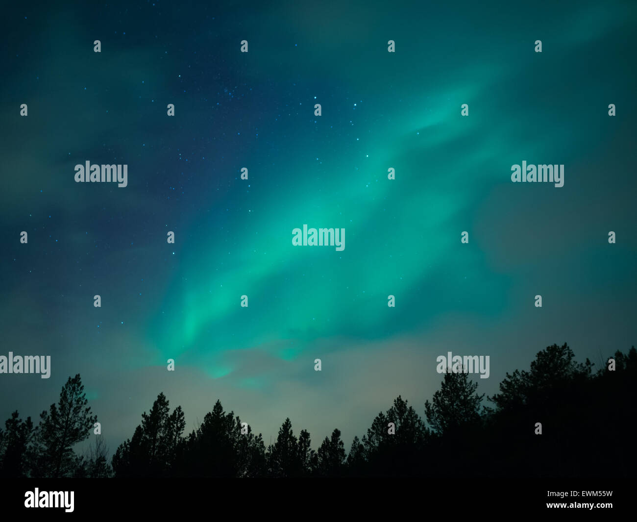 Aurora Borealis Turquoise dans le cercle Arctique norvégien sur sky tree top silhouettes Banque D'Images