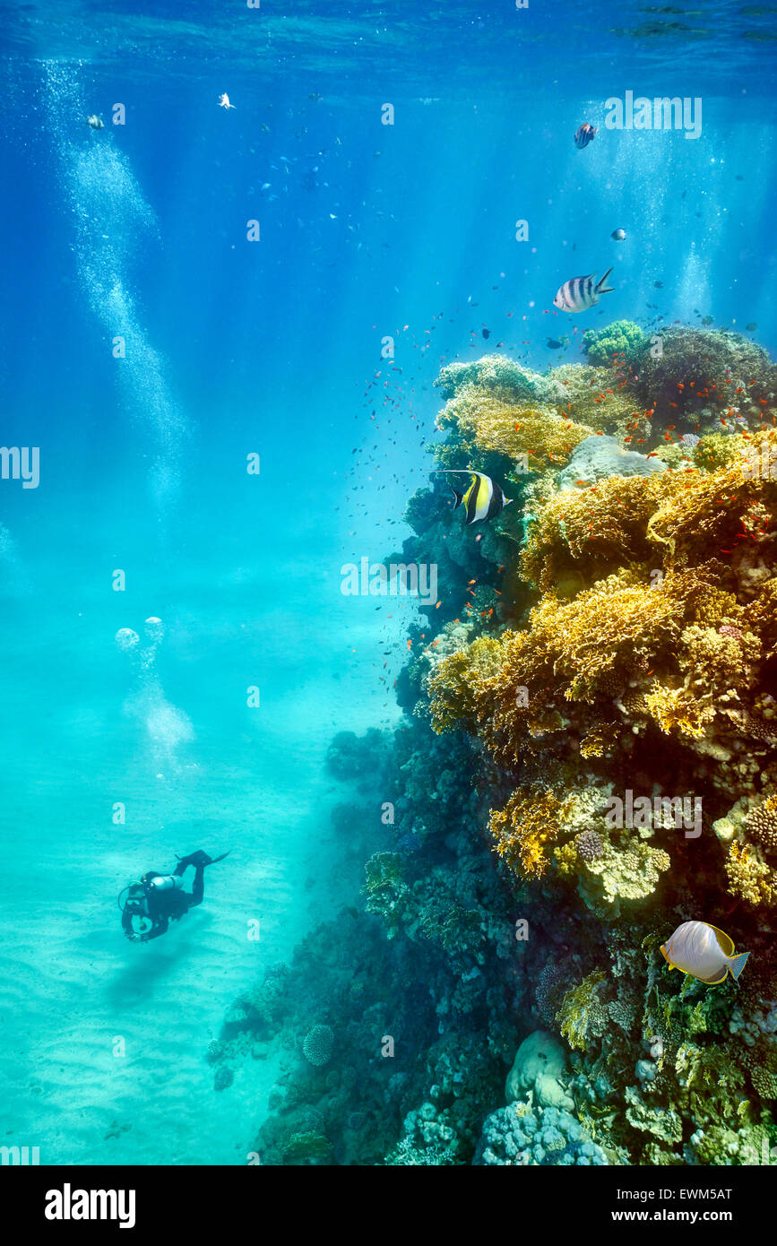 Seul scuba diver, Récif de Marsa Alam, Red Sea, Egypt Banque D'Images