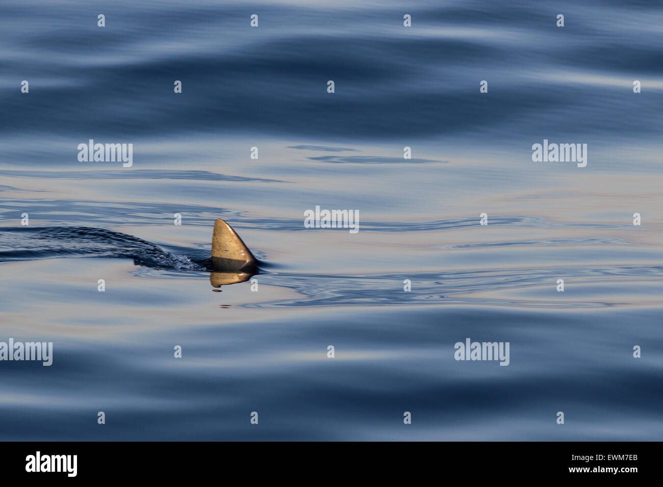 Un aileron de requin mako glisse à travers la surface de l'eau. Banque D'Images