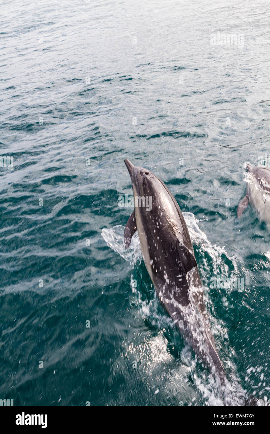 Dauphins sautant hors de l'eau au large de la proue d'un bateau en route pour l'île de Catalina. Banque D'Images
