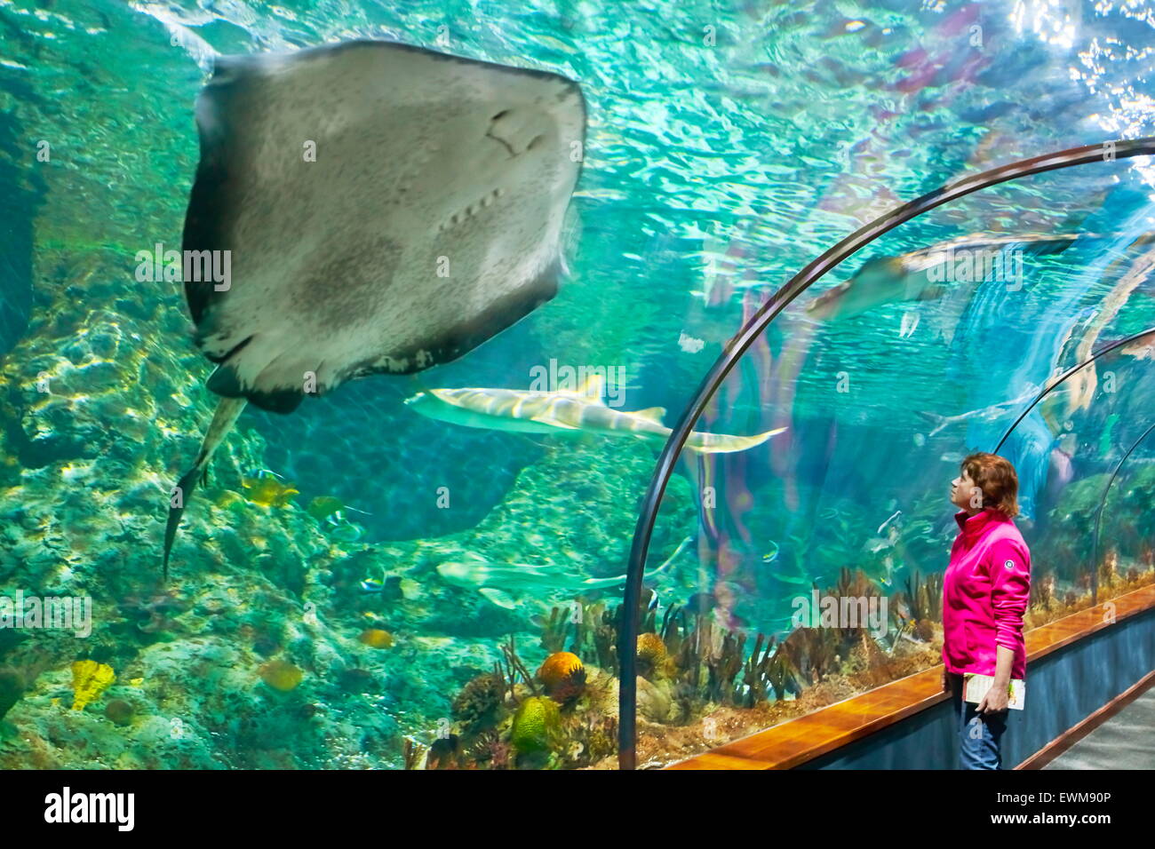 La Stingray, aquarium à Loro Parque, Puerto de la Cruz, Tenerife, Canaries, Espagne Banque D'Images