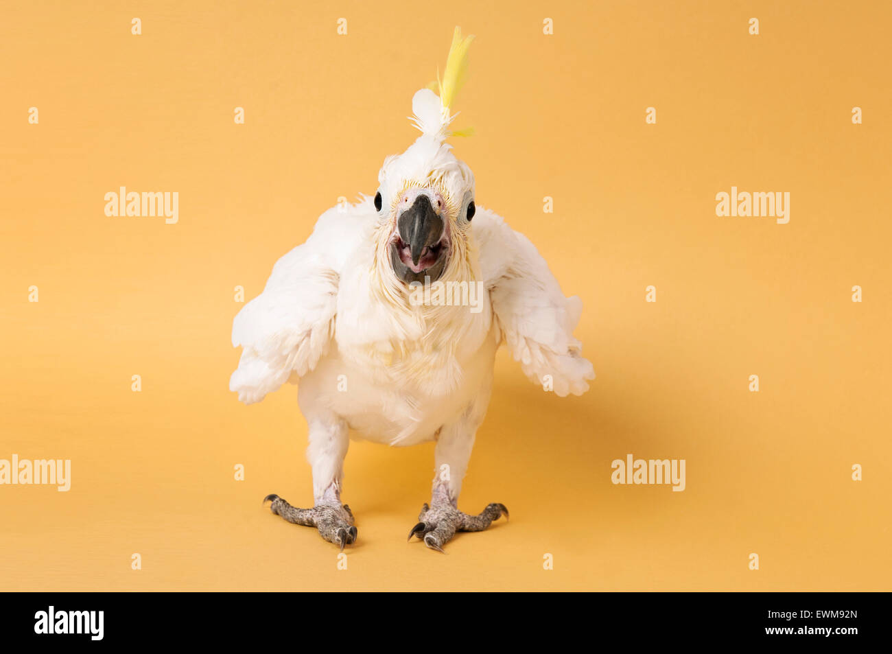 Baby Cockatoo Banque D Image Et Photos Alamy