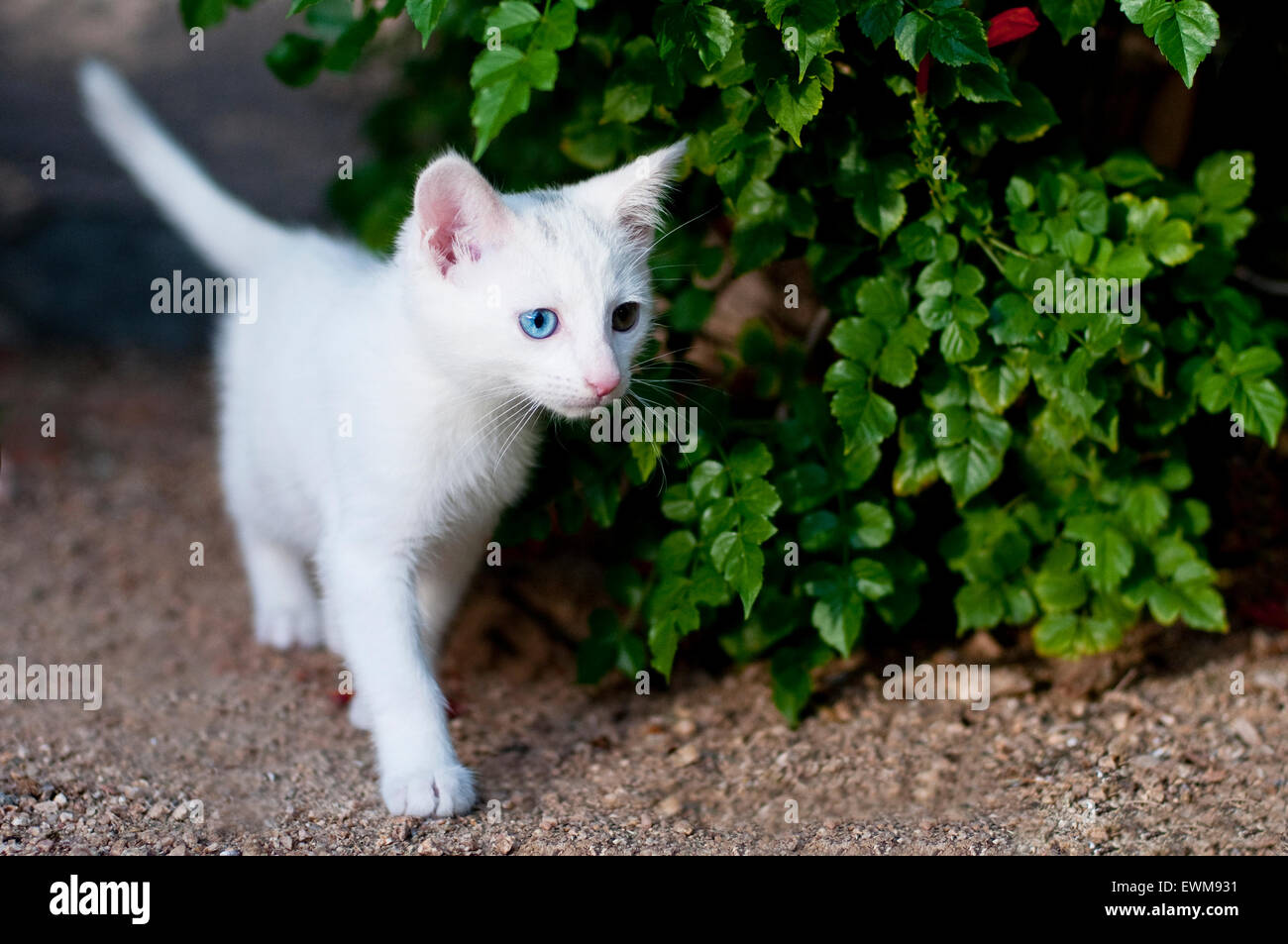 Chaton blanc dans le jardin de pics autour de Bush. Banque D'Images