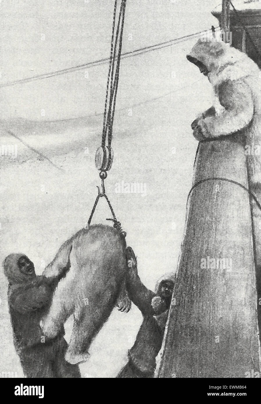Hissant à bord du Roosevelt l'ours obtenus par l'amiral Robert Peary, partie à la découverte d'entrée de Clements Markham sur l'expédition au pôle Nord, 1909 Banque D'Images