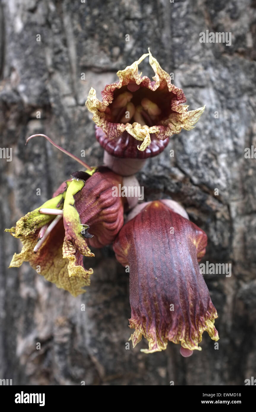 Plante parasite growing on tree Banque D'Images