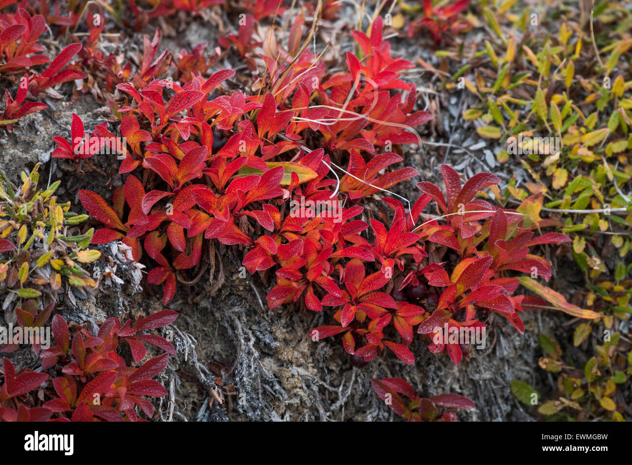 Couleur d'automne ou alpine mountain busserole (Arctostaphylos alpinus), Paradisdal Kjerulf, Fjord, branche de la Kaiser Franz Banque D'Images