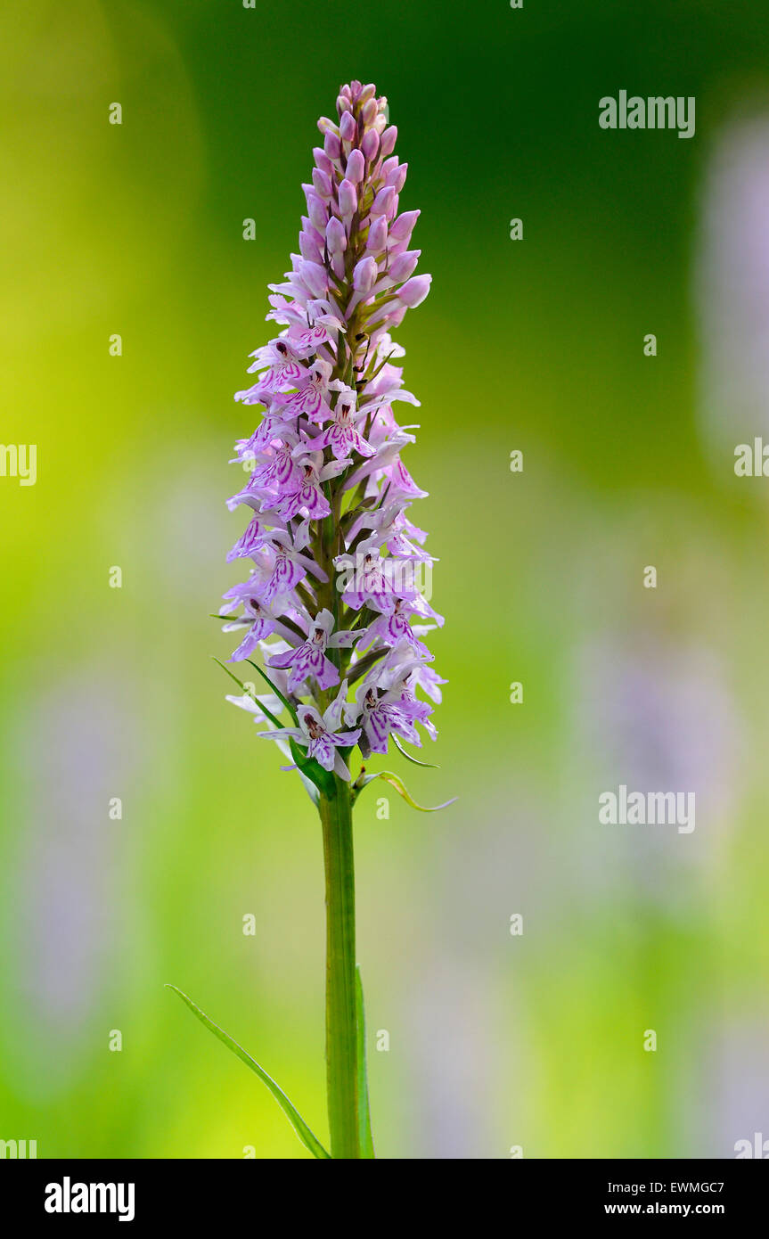 Heath-spotted orchid (Dactylorhiza maculata), Nordrhein-Westfalen, Allemagne Banque D'Images