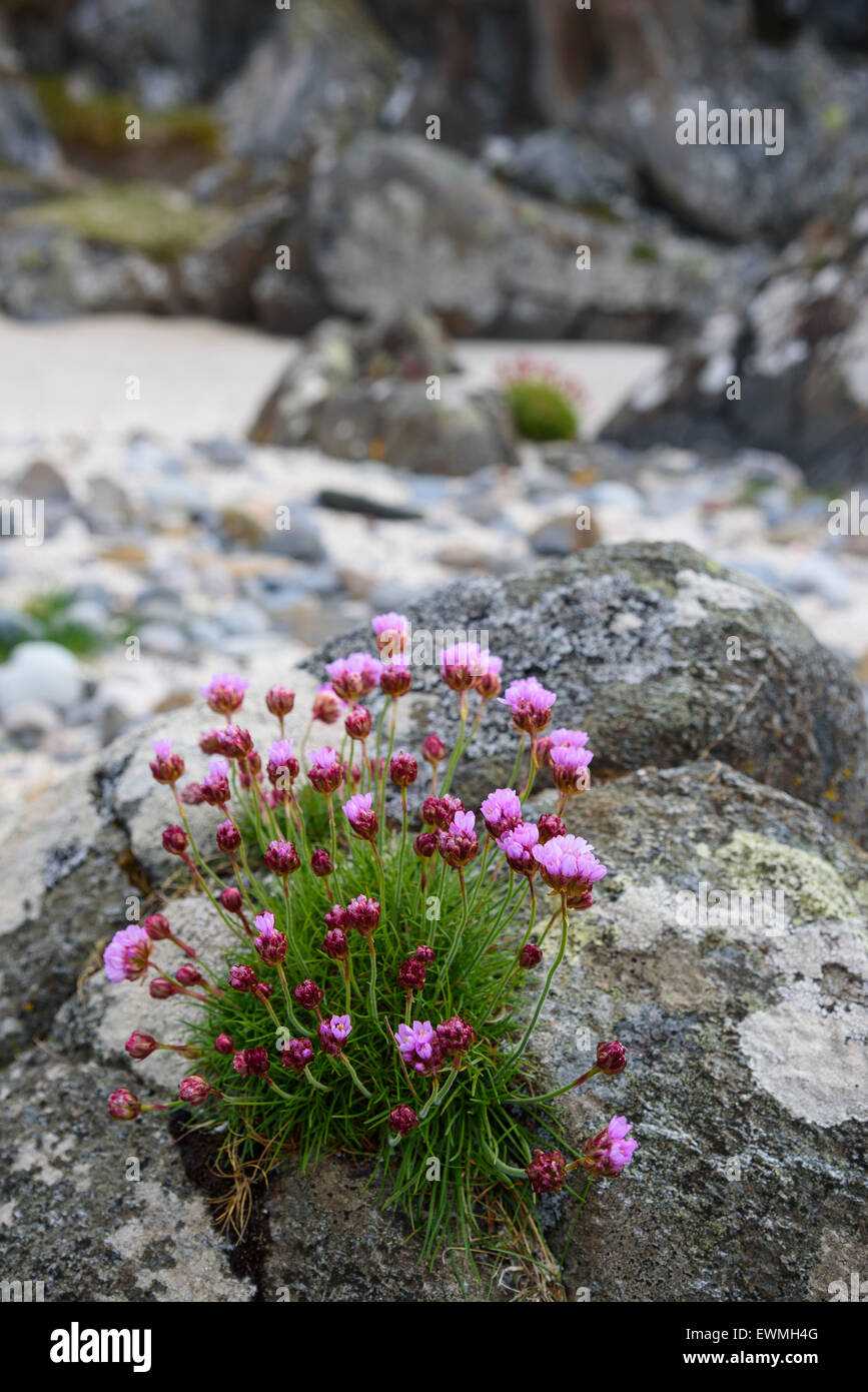 L'épargne, l'Armeria maritima, wildflower, sur l'île de Mull, Hébrides, Argyll and Bute, Ecosse Banque D'Images