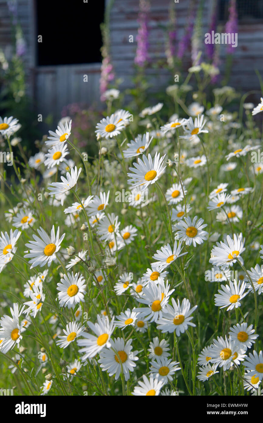 Digitales et Ox-tribunes dans jardin sauvage Banque D'Images