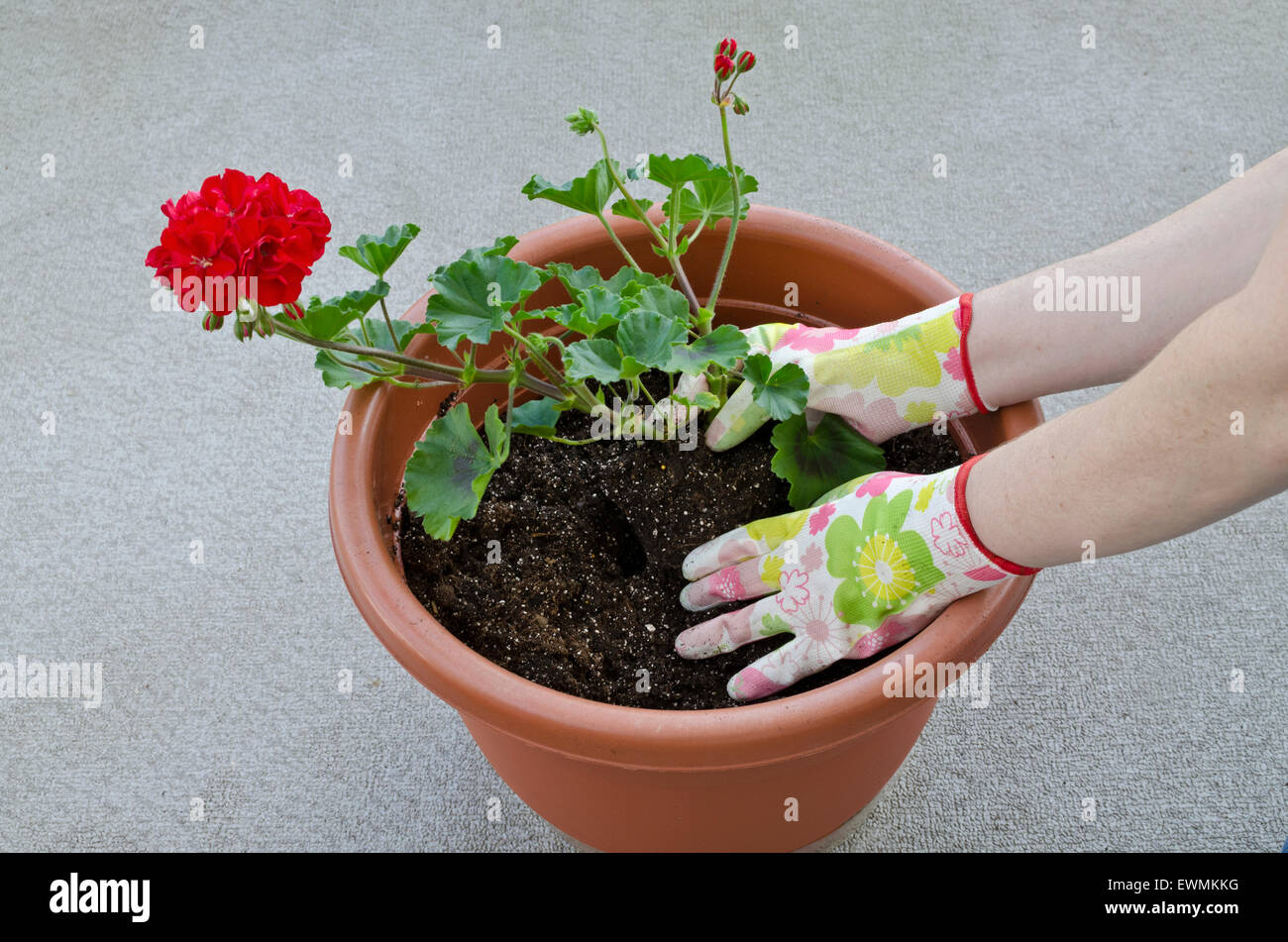 Récipient jardinage, terreau d'une plante - Étape 5 de 7 : plantation de fleurs (géraniums) dans le terreau et couvrant jusqu'aux racines. Parution du modèle. Banque D'Images