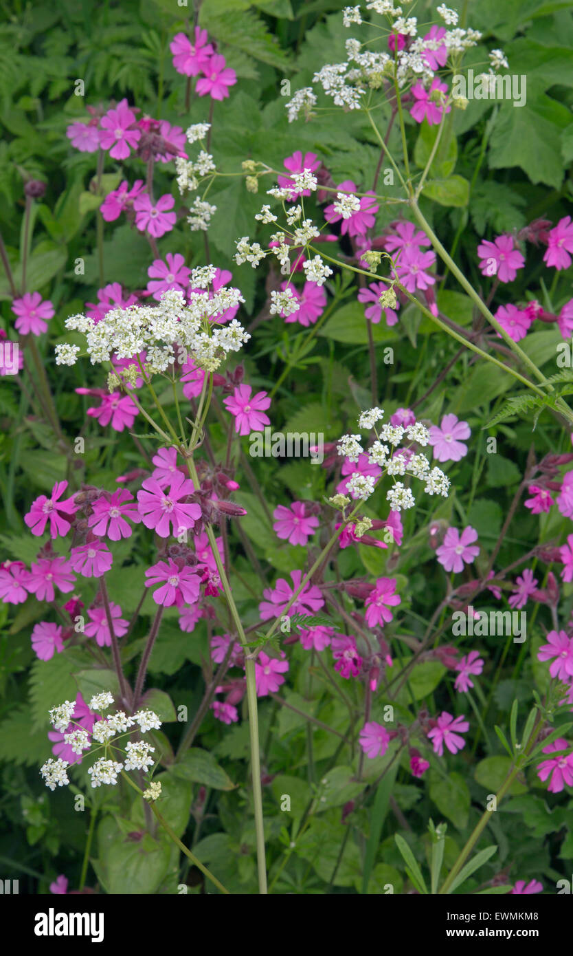 Red campion Silene dioica et haie paisley sur terrain Norfolk UK peut de marge Banque D'Images