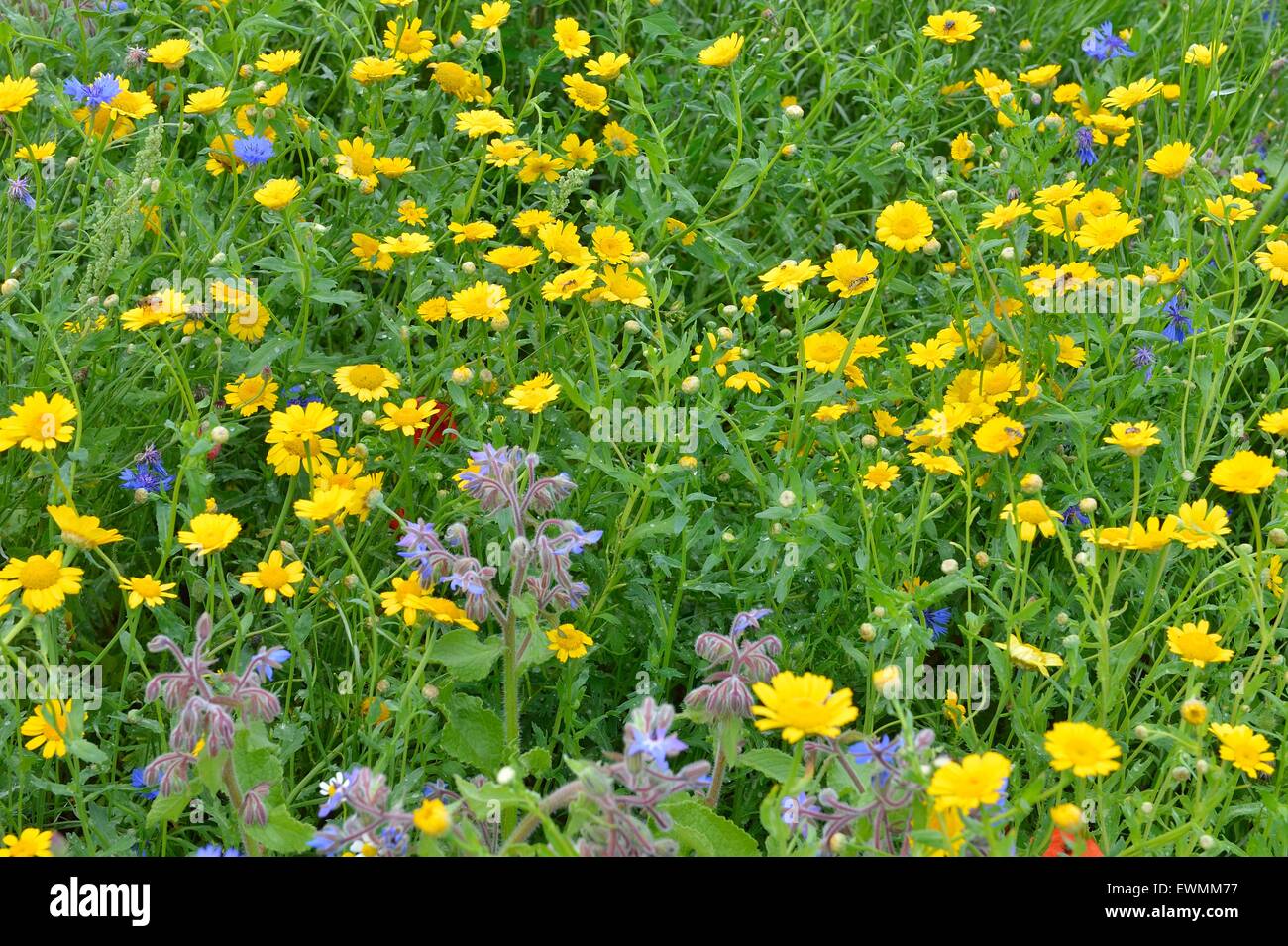 Marigold maïs & & Bourrache & Bleuet Pavot commun floraison dans un pré en été Banque D'Images