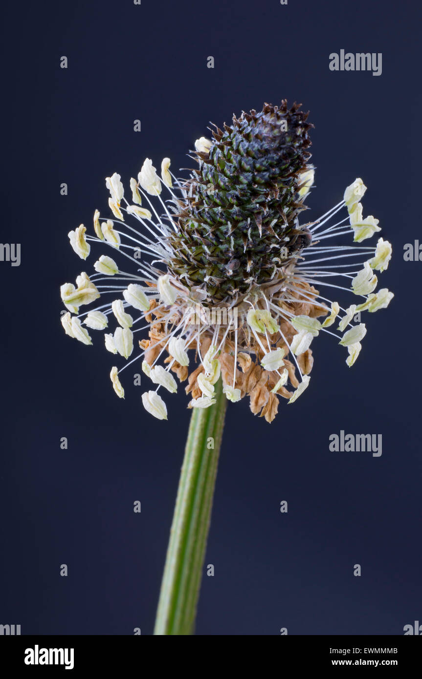 Plantain lancéole Plantago lanceolata closeup Banque D'Images