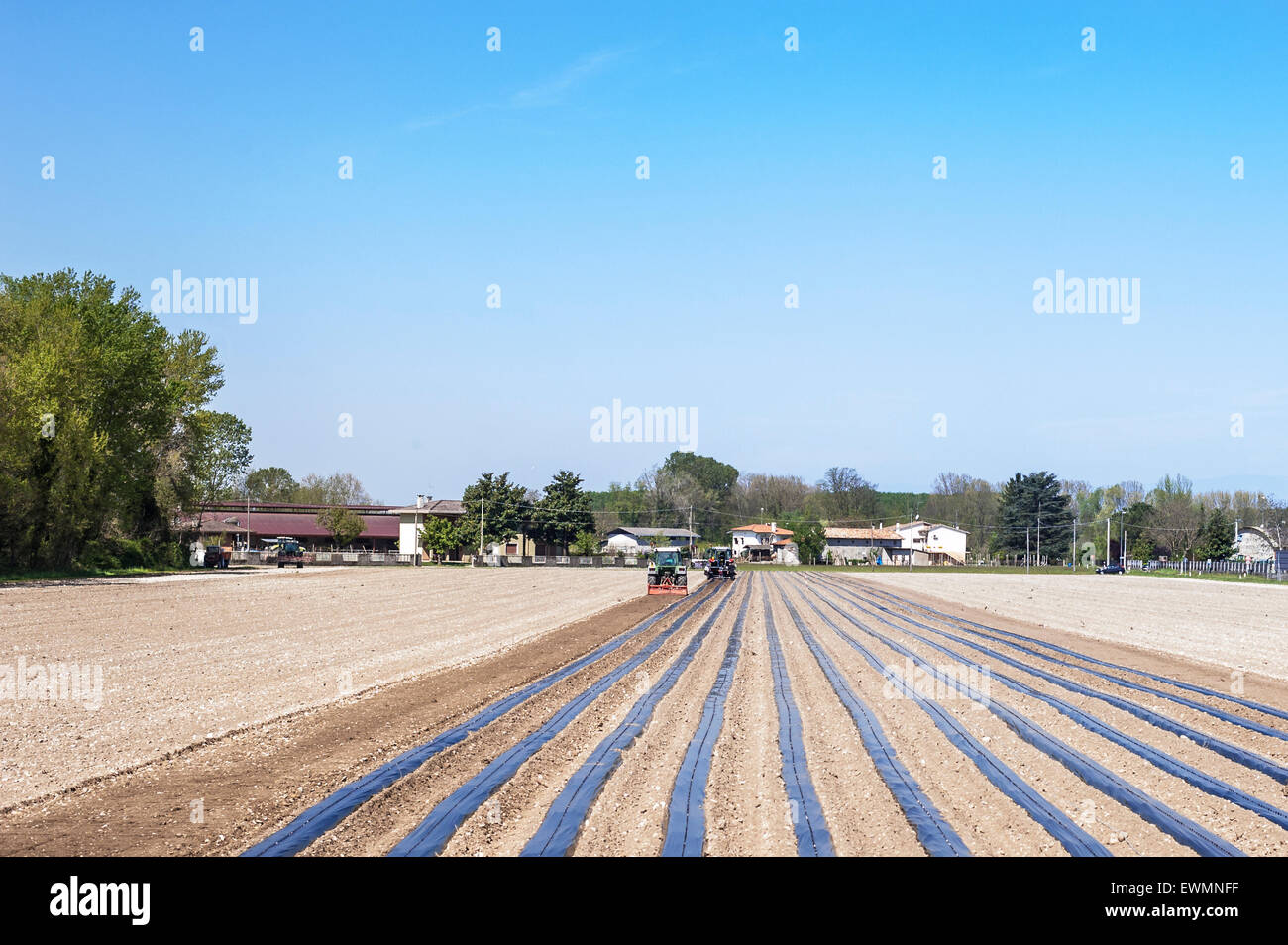 Les travaux agricoles : préparer les champs pour la plantation des greffés des vis Banque D'Images