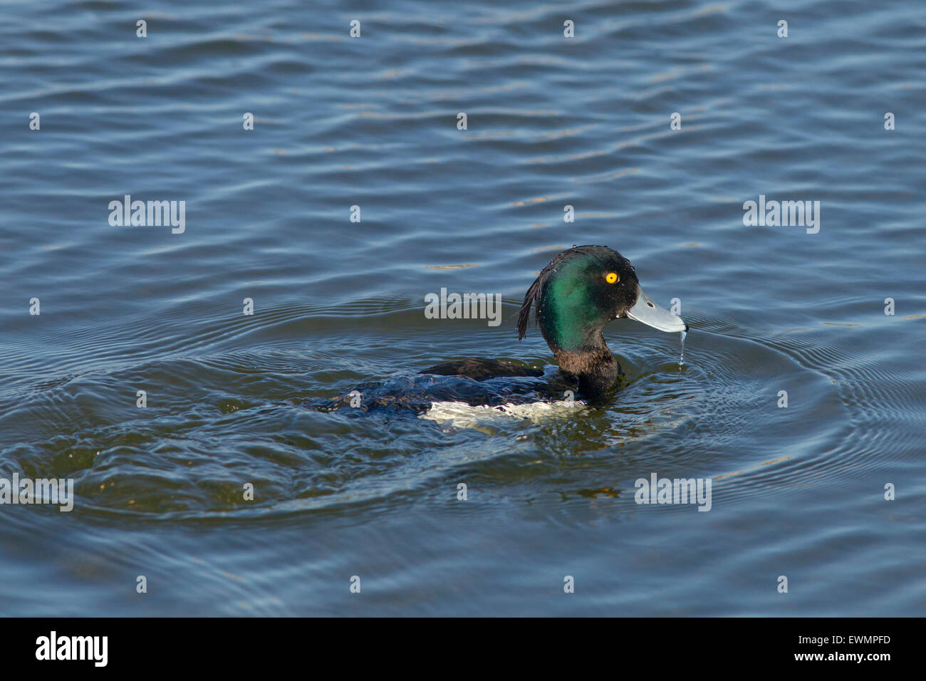 Fuligule morillon Aythya fuligula homme à venir après la plongée en partie submergé Banque D'Images