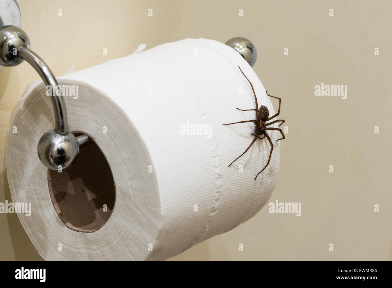 La peur d'entrer dans la salle de bains la plus grande araignée Tegenaria parietina domestique britannique se bloque sur un rouleau de peur de payer un loo penny Banque D'Images