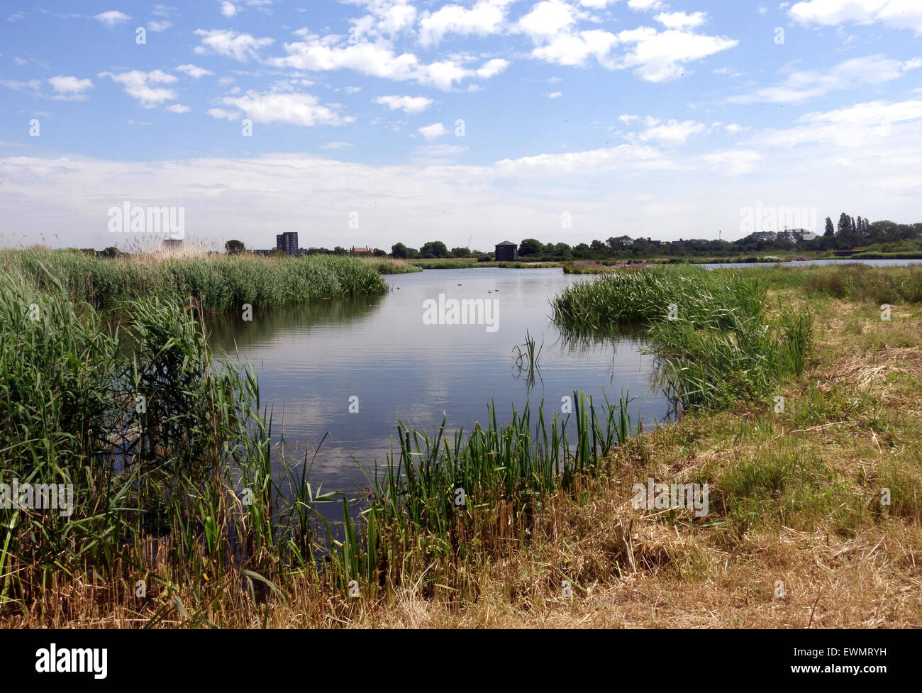 London Wetland Centre, Barnes, Londres Banque D'Images