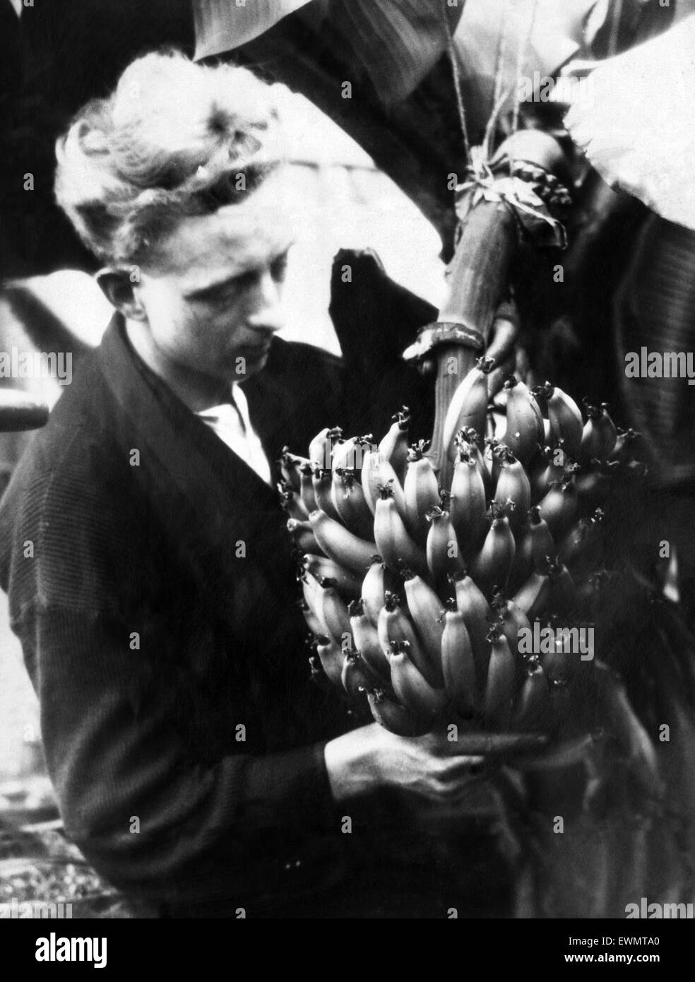 La réussite d'un régime de bananes ont été cultivées à Sefton Park, Liverpool glass house. 21 janvier 1930. Banque D'Images