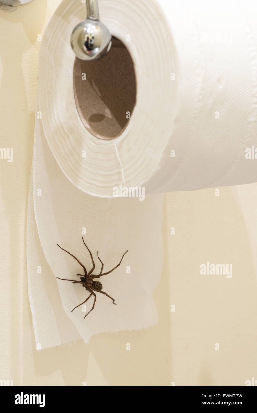 La peur d'entrer dans la salle de bains la plus grande araignée Tegenaria parietina domestique britannique se bloque sur un rouleau de peur de payer un loo penny Banque D'Images