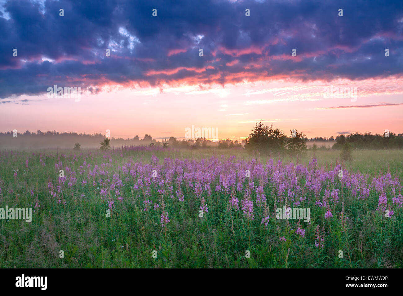 Paysage rural avec le lever du soleil, un épanouissement meadow et le brouillard Banque D'Images