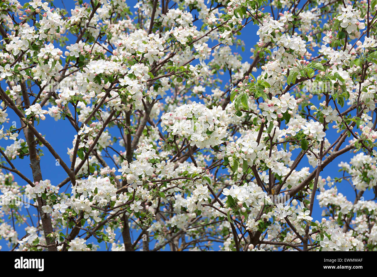 Fleurs d'un pommier en fleurs au printemps Banque D'Images