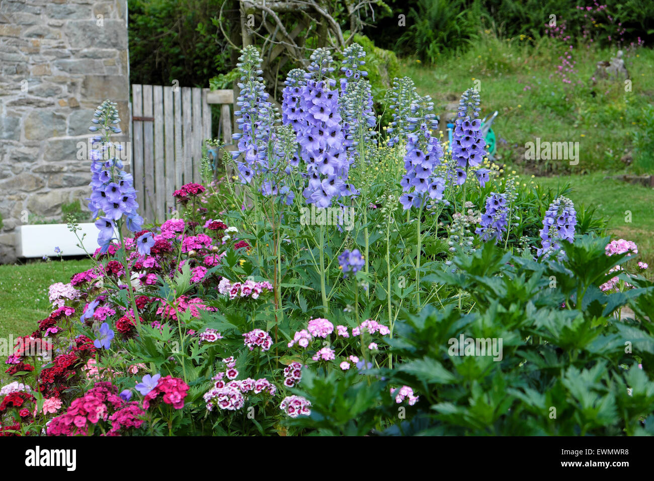 Delphiniums bleus et rose Sweet Williams en fleur croissant dans un lit de jardin herbacé à la frontière dans un jardin de chalet en juin, été PAYS DE GALLES Royaume-Uni KATHY DEWITT Banque D'Images