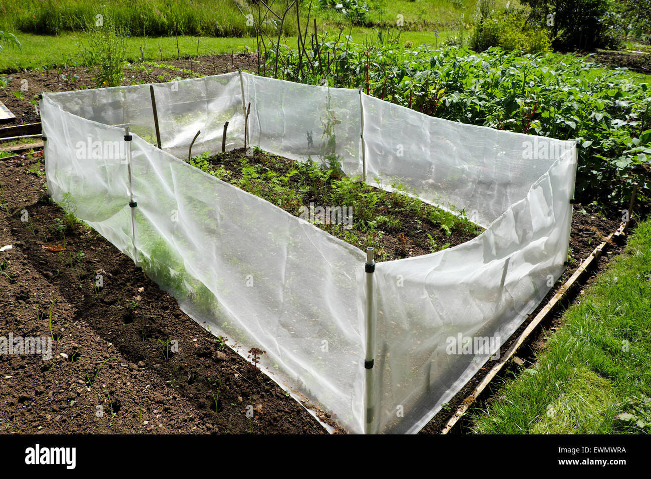 Cage de protection refuge Micromesh carottes à froid et des parasites dans un jardin en UK KATHY DEWITT Banque D'Images