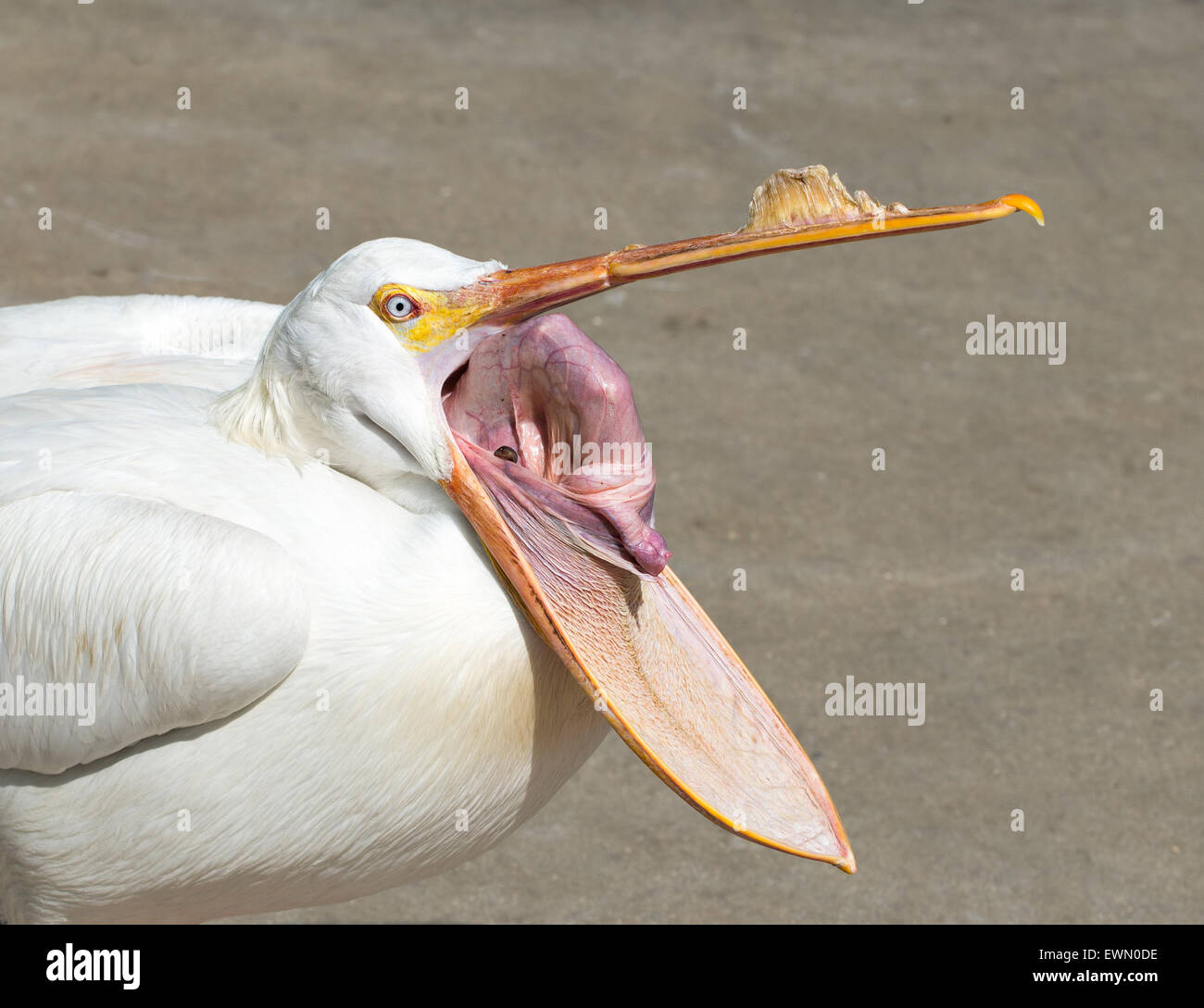 Pélican blanc avec bec ouvert montrant l'intérieur de sa pochette Banque D'Images