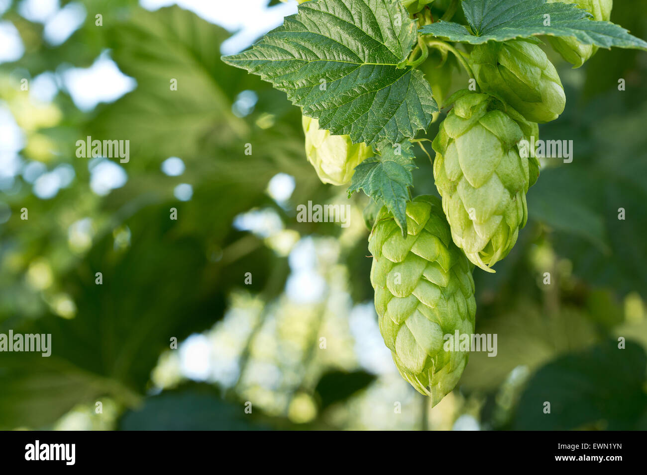 Les cônes de houblon mûres dans le jardin de houblon Banque D'Images