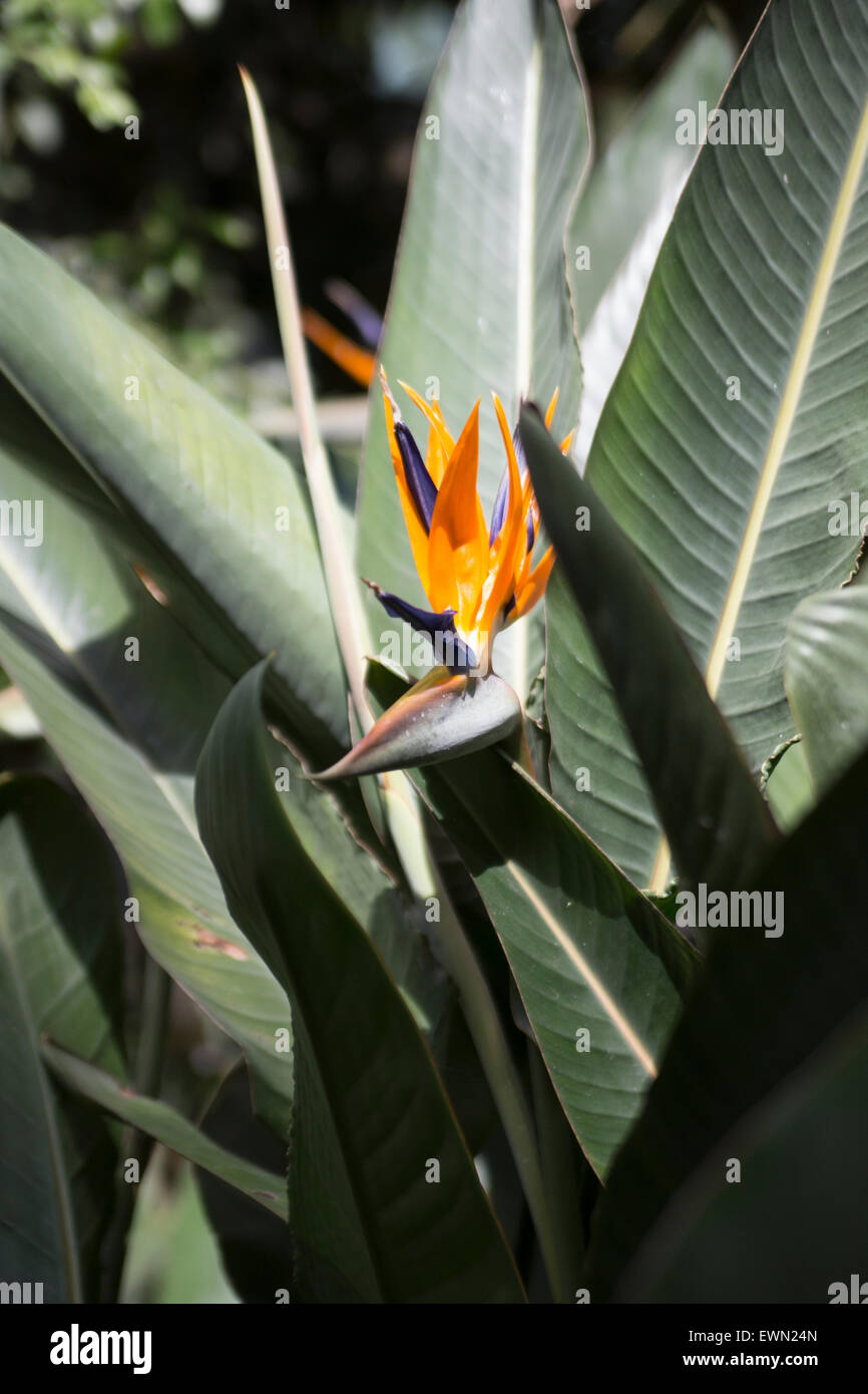 Close up photo d'un oiseau de paradis plante en pleine floraison Banque D'Images