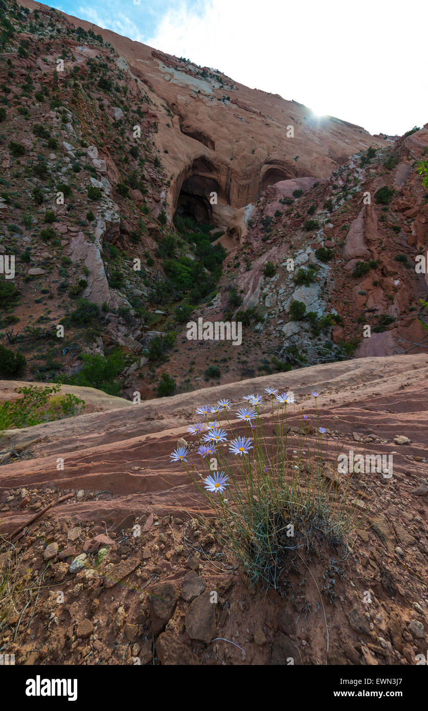 Capitol Reef National Park Pont Naturel Brimhall Banque D'Images