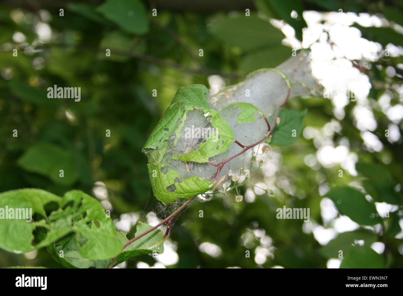 Les papillons de l'hermine nest Banque D'Images