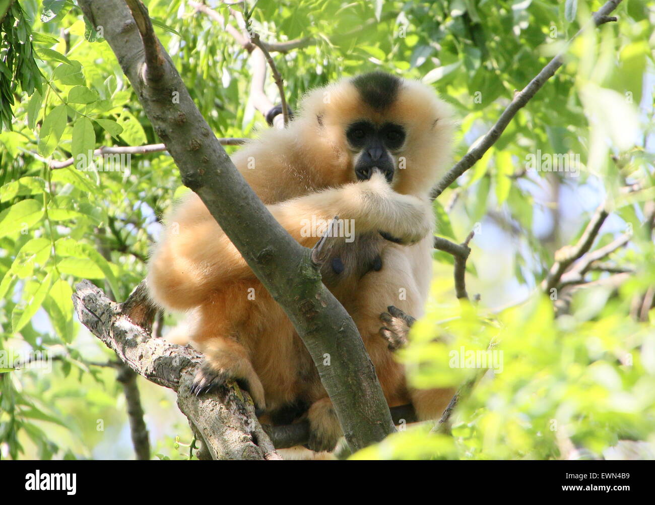 Femelle jaune cheeked gibbon (Nomascus gabriellae) dans un arbre. A.k.a. Asian Red ou Golden cheeked gibbon (crested). Banque D'Images