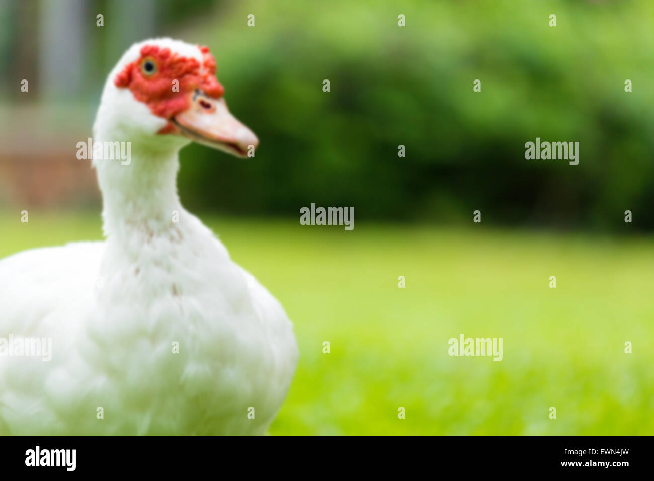 Les canards de Barbarie blanc flou sur la cour jardin Banque D'Images