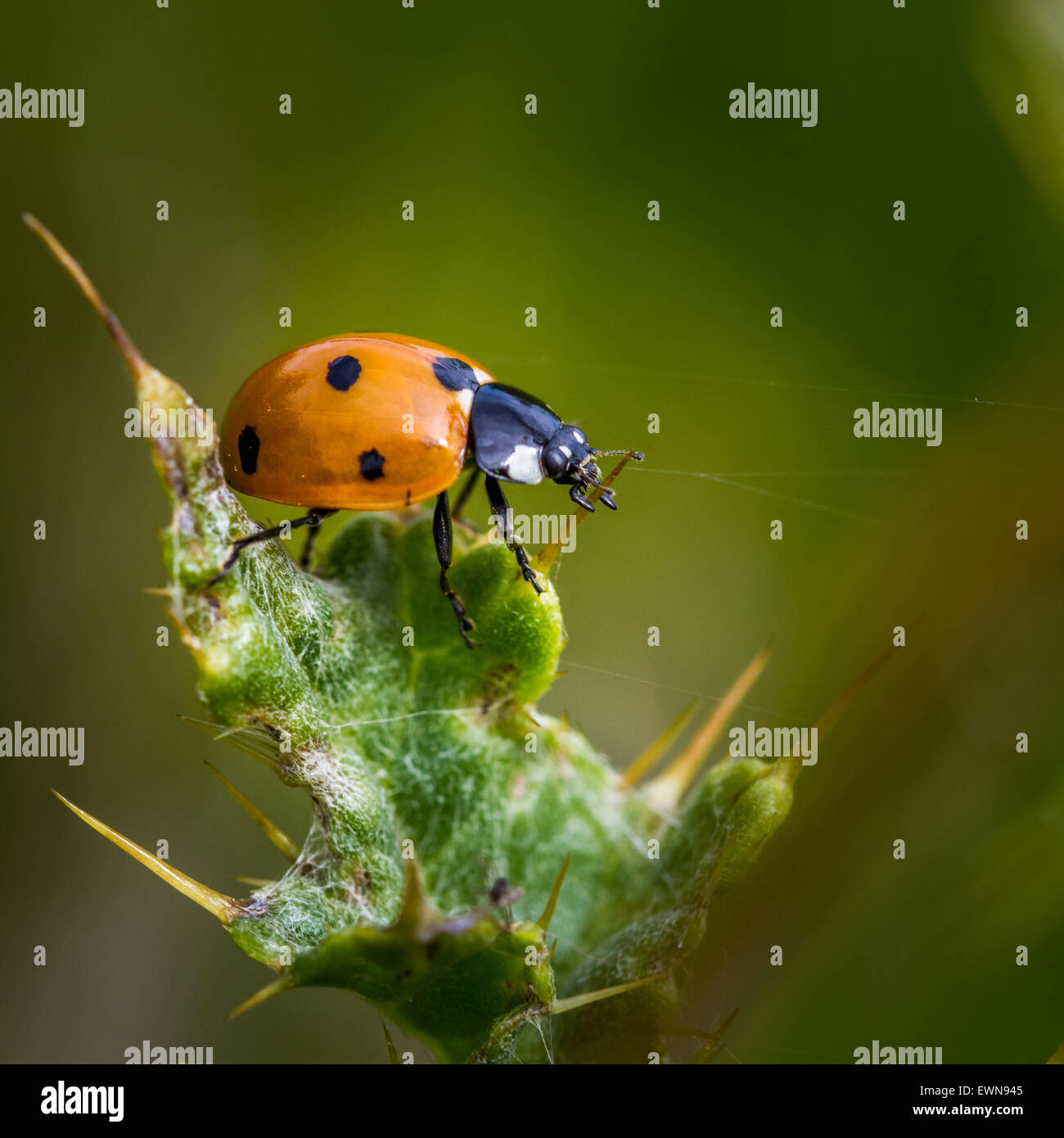 Natif de la septième place sur un chardon ladybird, UK Banque D'Images