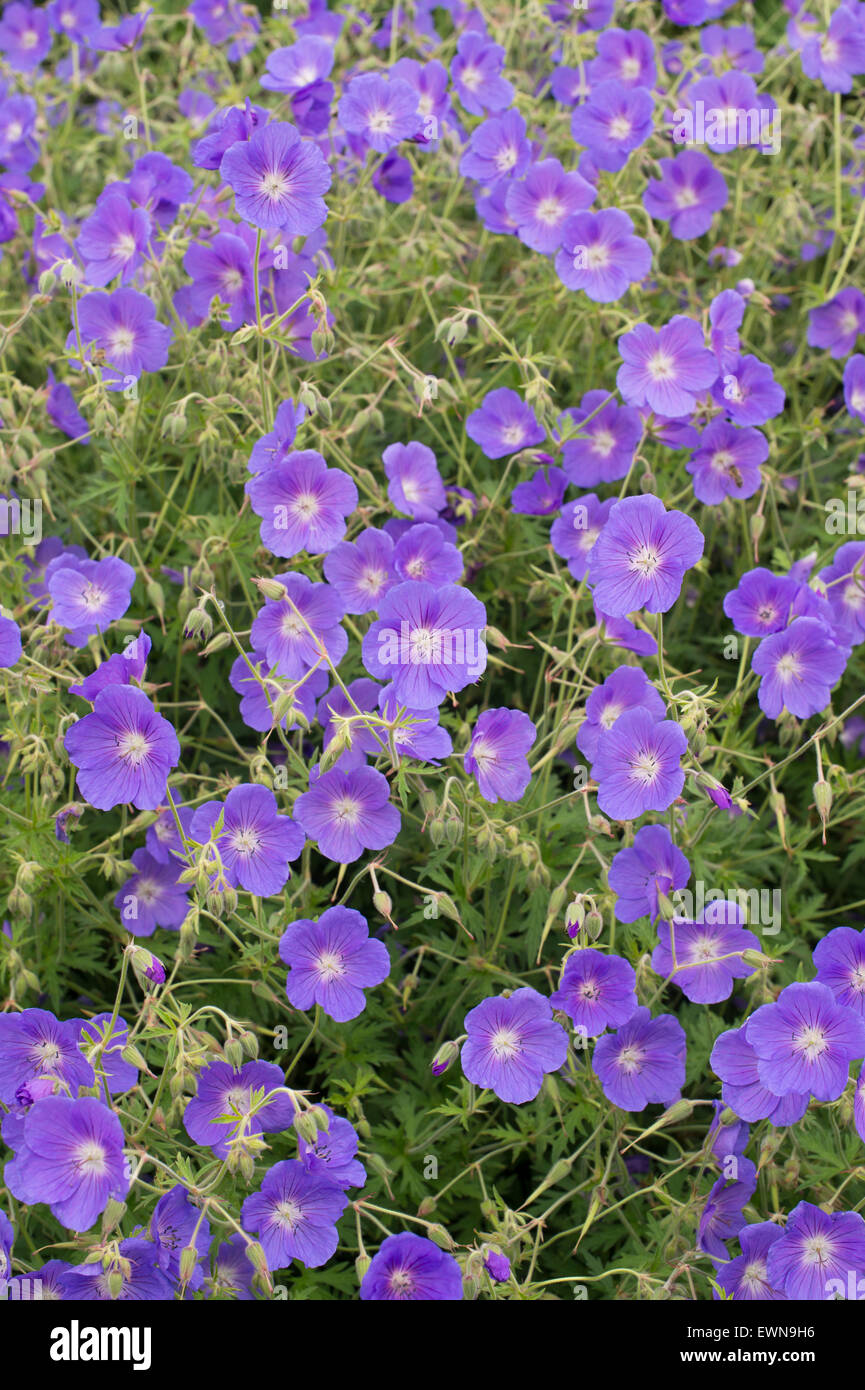 Géranium Orion fleurs. Géranium sanguin Banque D'Images