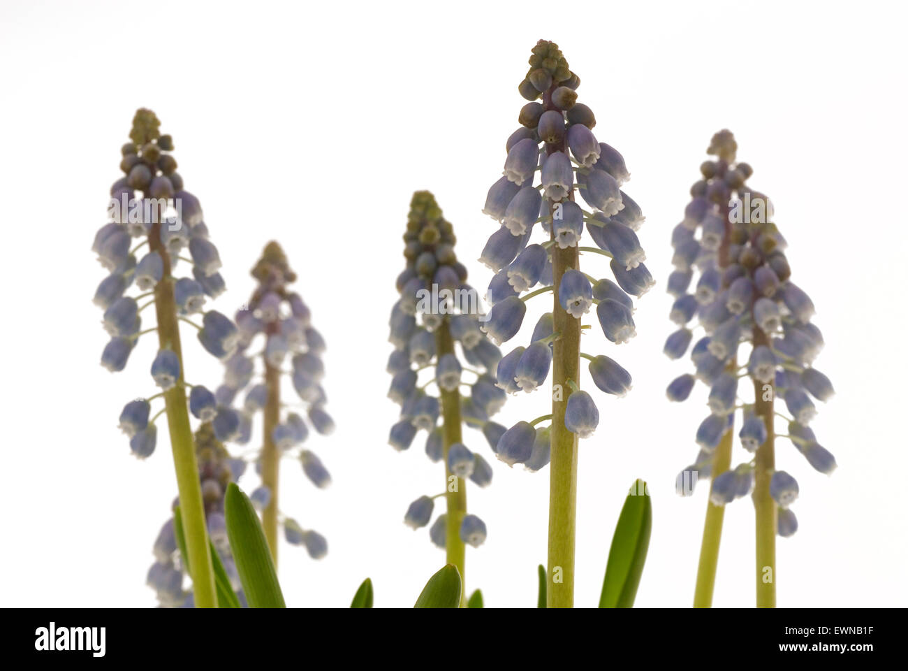 Starch Grape Hyacinth (Muscari neglectum) en fleurs, macro shot studio shot Banque D'Images