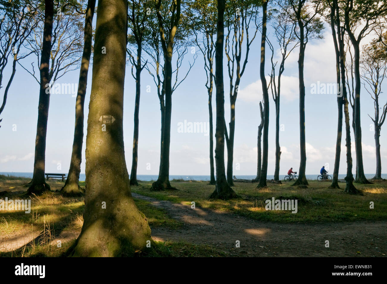 Forêt de hêtres, l'esprit bois, bois fantôme, à la mer baltique à Rostock, Mecklembourg-Poméranie-Occidentale, Allemagne, Europe Banque D'Images
