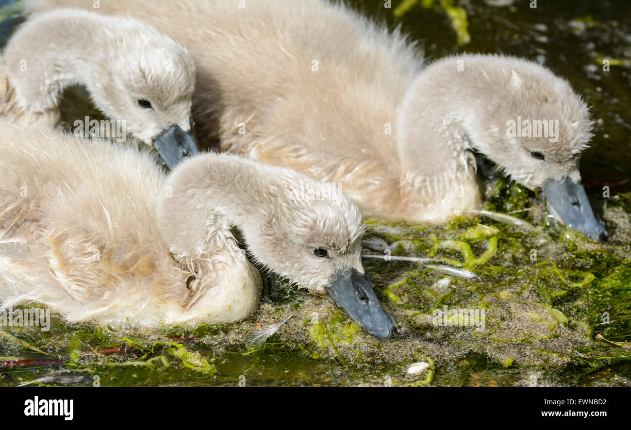 Cygnets mute swan (Cygnus olor) eau potable d'un lac au Royaume-Uni. Banque D'Images