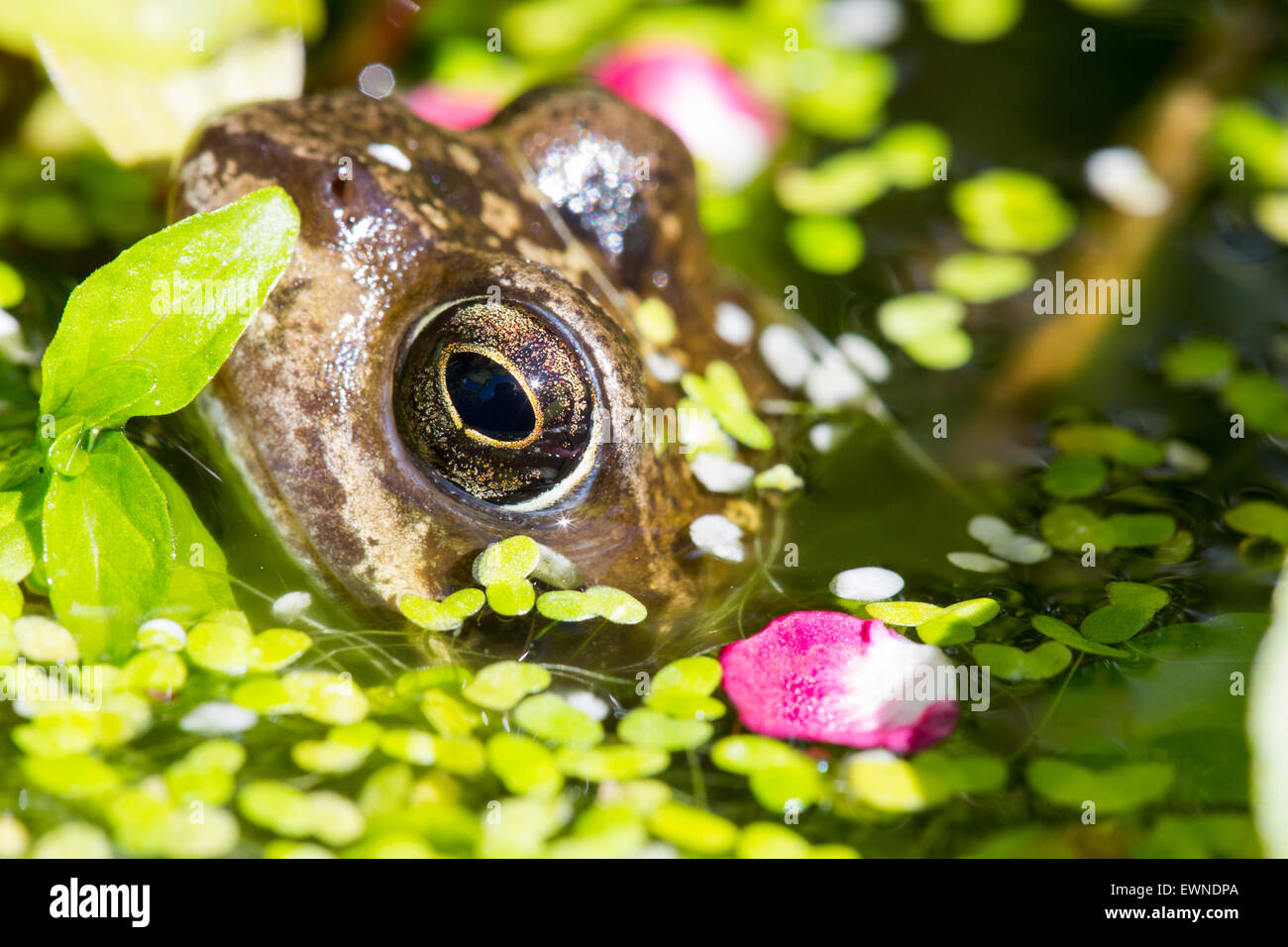 Une grenouille rousse, Rana temporaria dans un étang de jardin couvert de mauvaises herbes canard à Ambleside, Royaume-Uni, de pétales d'aubépine lisse un arbre, Crataegus laevigata. Banque D'Images