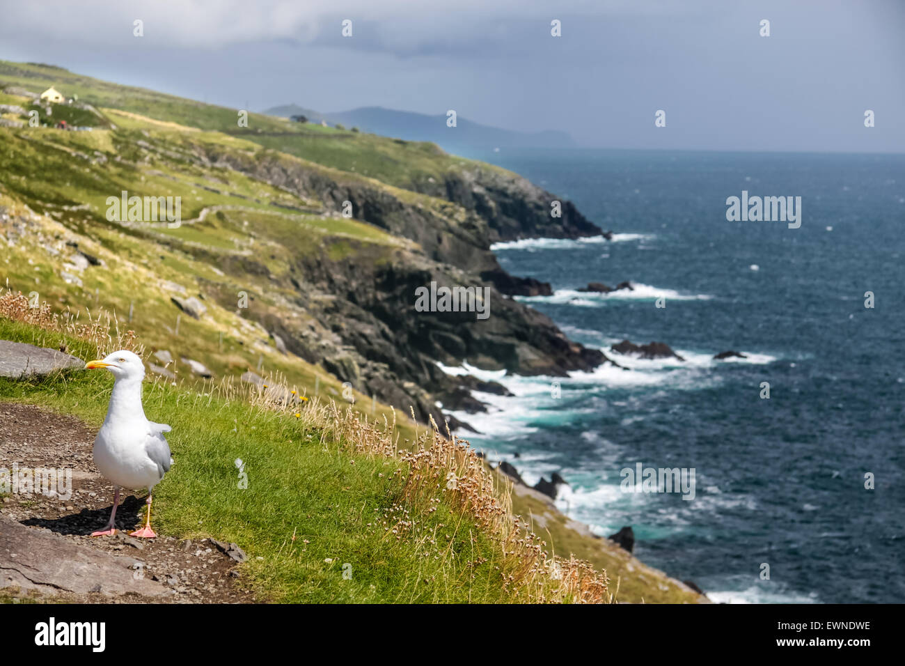 Mouette sur la côte à Slea Head, Iveragh, comté de Kerry, Irlande Banque D'Images