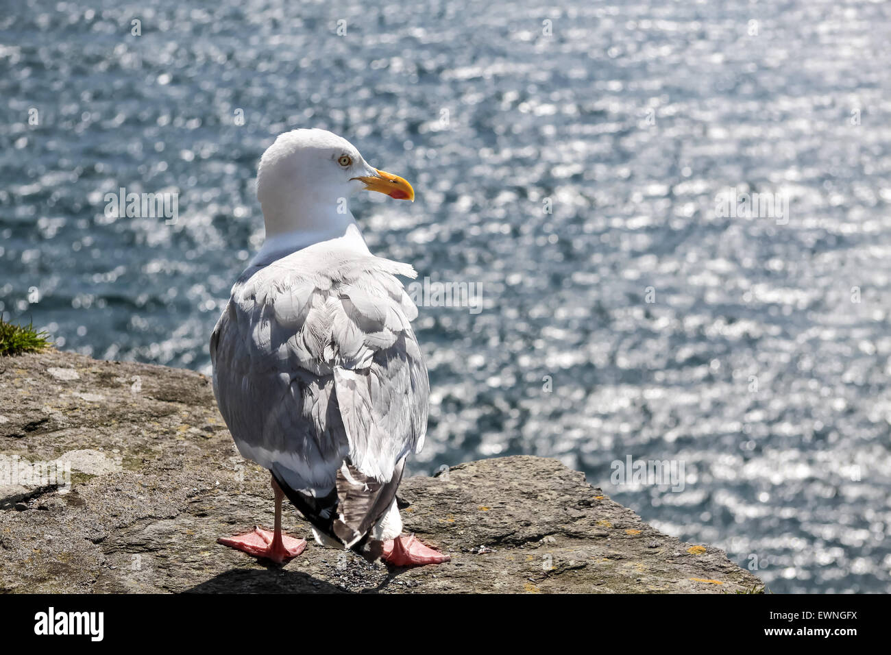 Mouette sur la côte à Slea Head, Iveragh, comté de Kerry, Irlande Banque D'Images