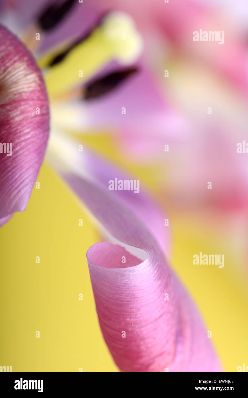 Tulipes rouges sur fond jaune, Close up flowers Banque D'Images