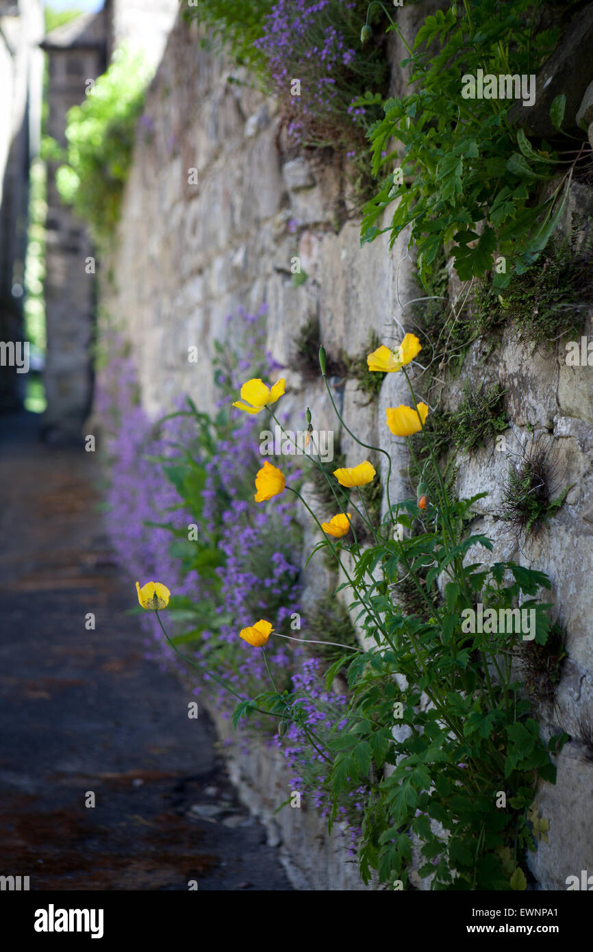 Gwoing fleurs renoncule et mur sur un mur Banque D'Images