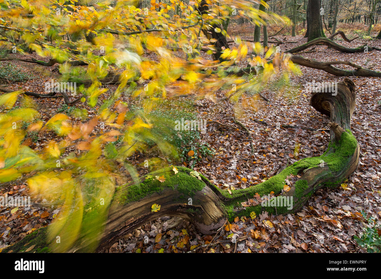 La forêt vierge d'automne, herrenholz, district de Vechta, Niedersachsen, Allemagne Banque D'Images