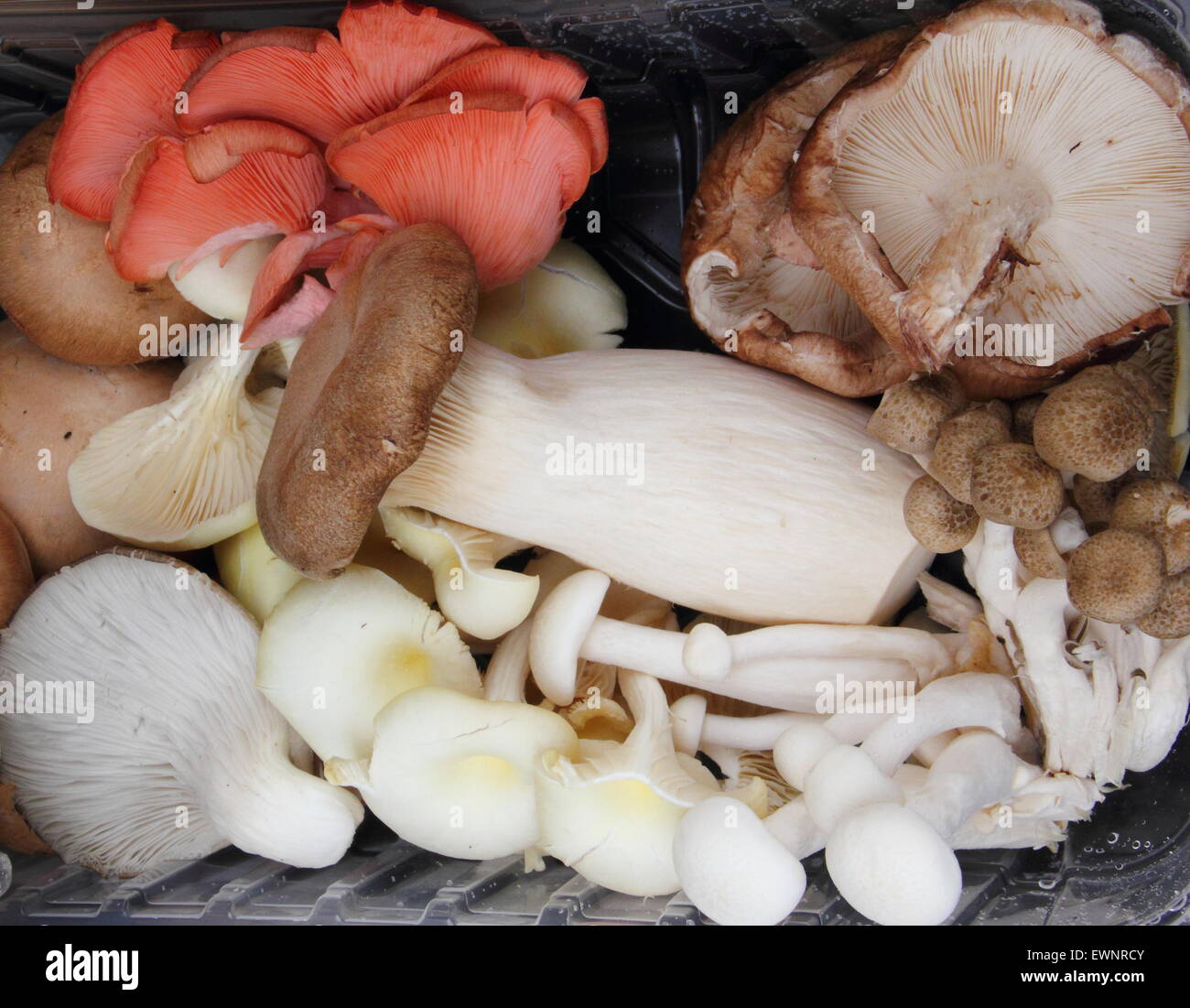 Une variété de champignons comestibles exotiques sont proposés à la vente à un marché d'alimentation dans le Derbyshire, Angleterre, Royaume-Uni Banque D'Images